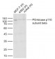 PI3-kinase p110 subunit beta Recombinant Rabbit mAb